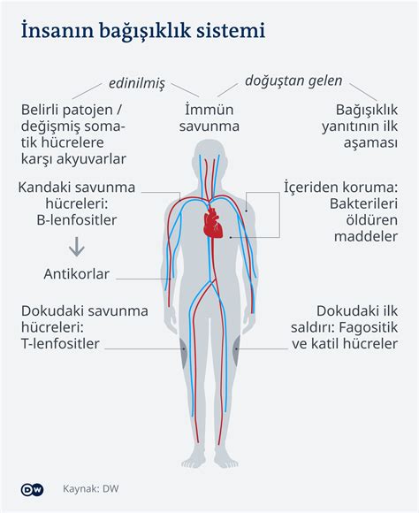 Spor ve İmmün Sistem: Egzersizin Bağışıklık Sistemi Üzerindeki Olumlu Etkileri